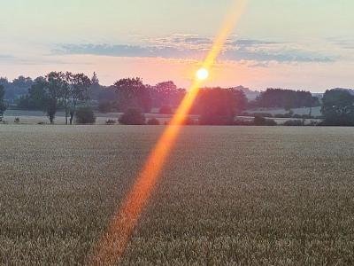 Low sun casting strong diagonal lens flare across harvested wheat field at dawn with silhouetted hedgerow trees on horizon.