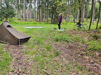 A make shift camping pitch in pine woods