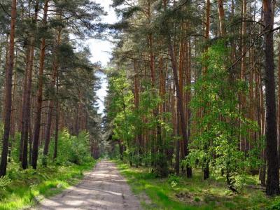 Unpaved forest track stretching into distance between trees and grass.